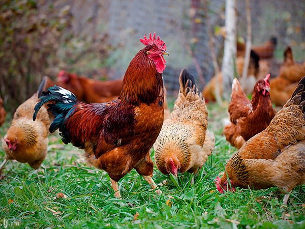 Породы куриц | ЗооТом - продажа, вязка и услуги для животных в Грибановском