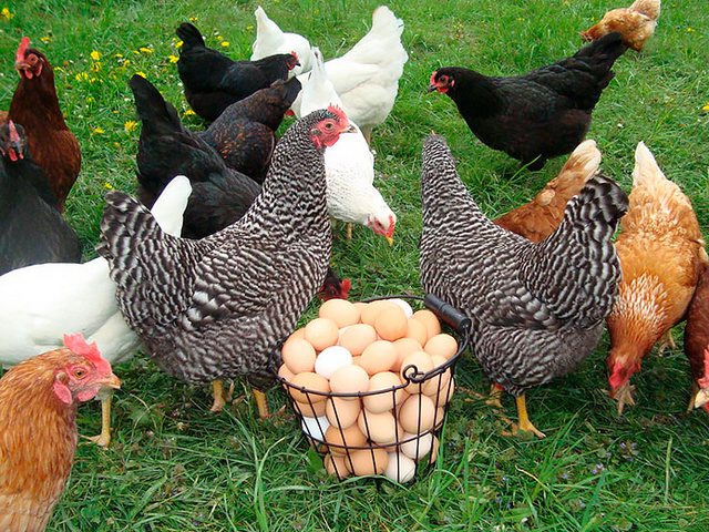 Содержание кур и уход за ними | ЗооТом - продажа, вязка и услуги для животных в Грибановском