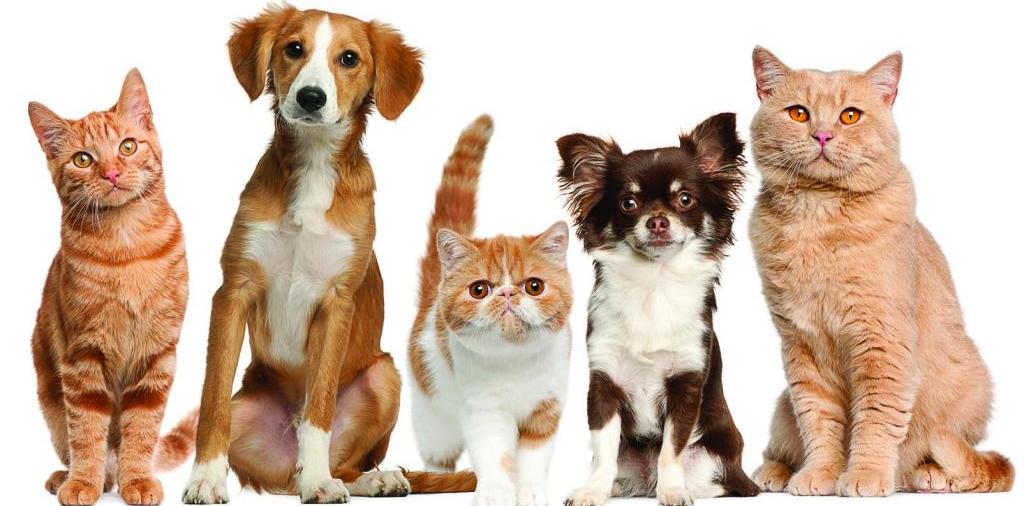 Доска объявлений о животных | ЗооТом - продажа, вязка и услуги для животных в Грибановском