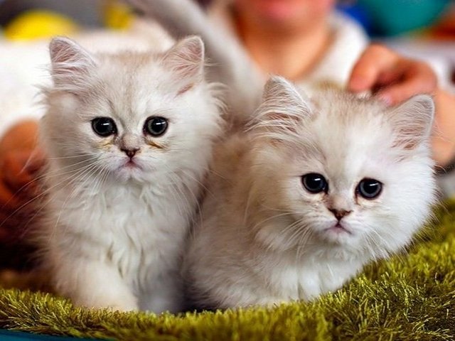 Породы кошек в Грибановском | ЗооТом портал о животных