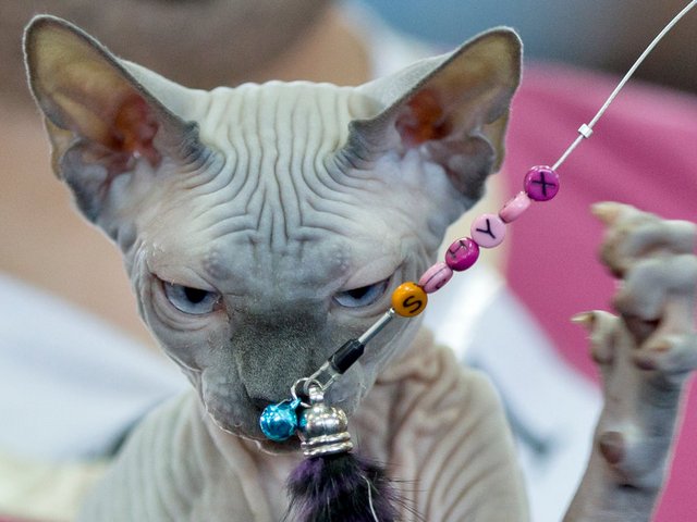 Выставки кошек в Грибановском | ЗооТом портал о животных