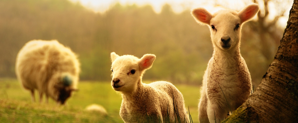 Объявления о сельскохозяйственных животных | ЗооТом - продажа, вязка и услуги для животных в Грибановском