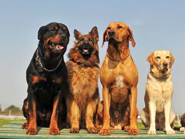 Крупные породы собак в Грибановском | ЗооТом портал о животных